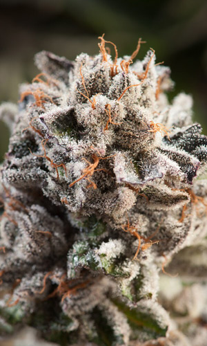 NewAboutPageImage300x500