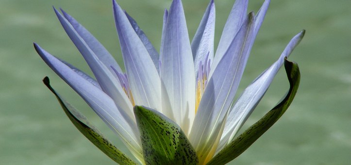 Blue lotus flower